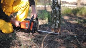 How Our Tree Care Process Works  in  Shrewsbury, NJ