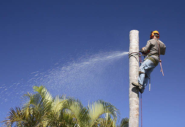 Best Storm Damage Tree Cleanup  in Shrewsbury, NJ